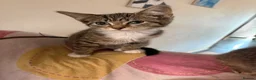 Mixed Breed cats for sale: Kittens looking for a forever home - Advert 12