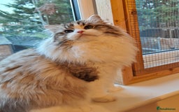 Ragdoll cats for sale:  READY NOW GCCF  REG. EUROPEAN  LINE BOYS   - Image 20