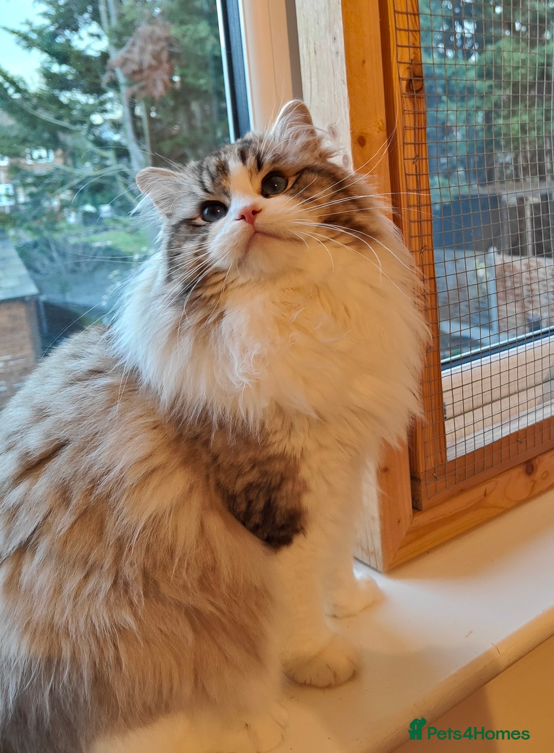 Ragdoll cats for sale:  READY NOW GCCF  REG. EUROPEAN  LINE BOYS   - Image 20