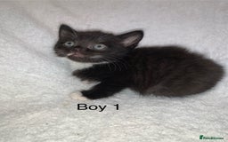 Mixed Breed cats for sale: 💚 3 male  💜 2 female  - Image 5