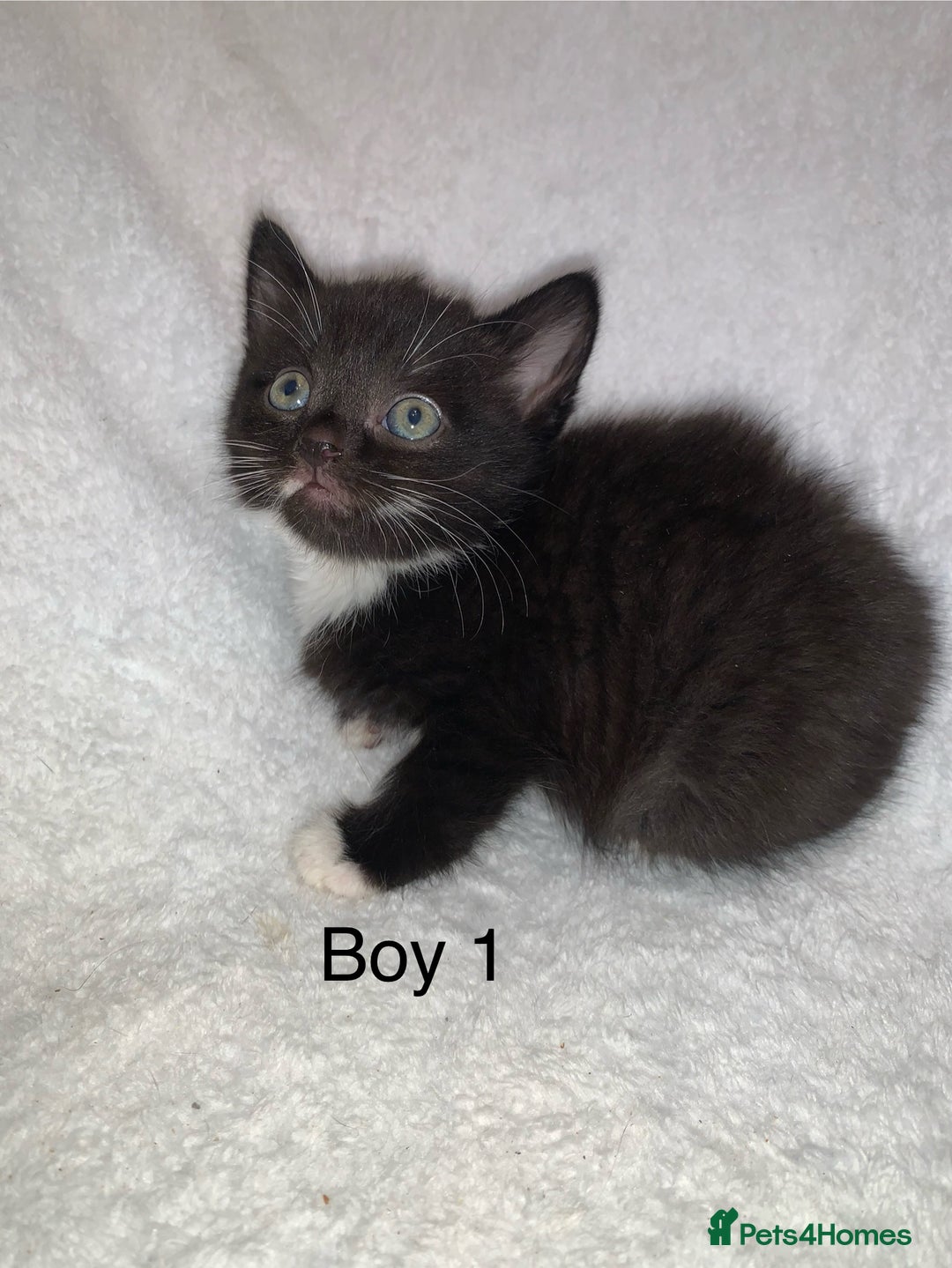 Mixed Breed cats for sale: 💚 3 male  💜 2 female  - Image 5