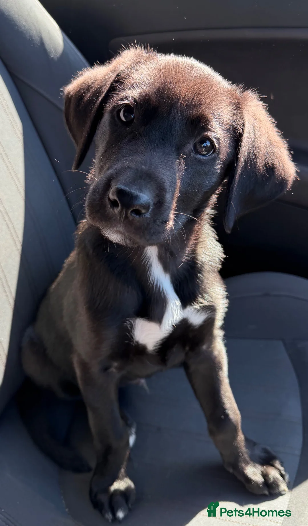 Borador dogs for sale: lab cross collie  in Dudley - Advert 5