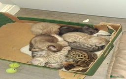 Bengal cats for sale: Beautiful bengal kittens  - Image 10