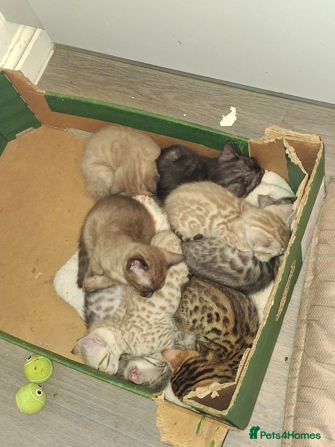Bengal cats for sale: Beautiful bengal kittens  - Image 10
