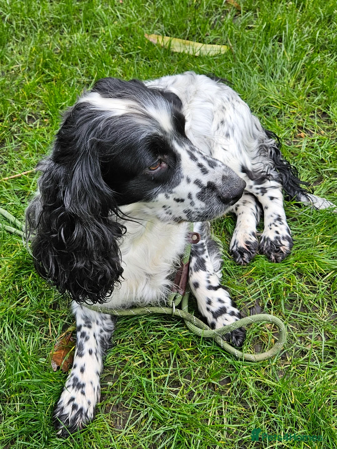 Sprocker dogs for sale: Sprocker female seeking new home  - Advert 1