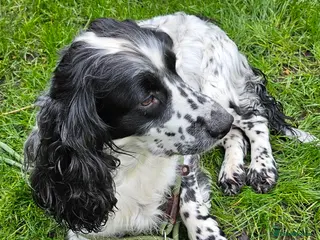 Sprocker dogs Sprocker female seeking new home - Advert 2