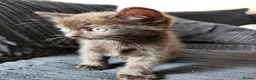 Ragdoll cats for sale: 3 kittens - Advert 5