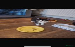 Mixed Breed cats for sale: Kittens need a forever home  - Image 2
