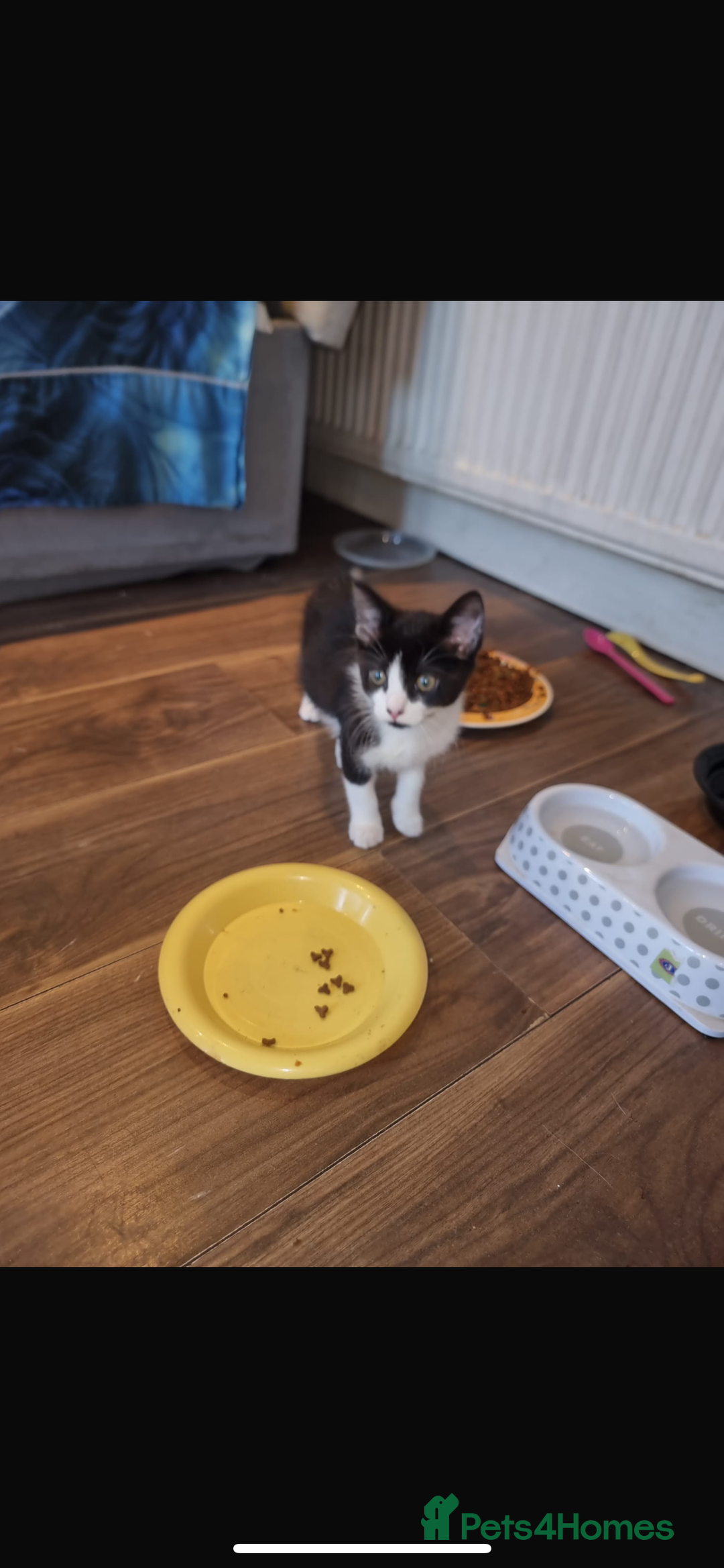 Mixed Breed cats for sale: Kittens need a forever home  - Image 2