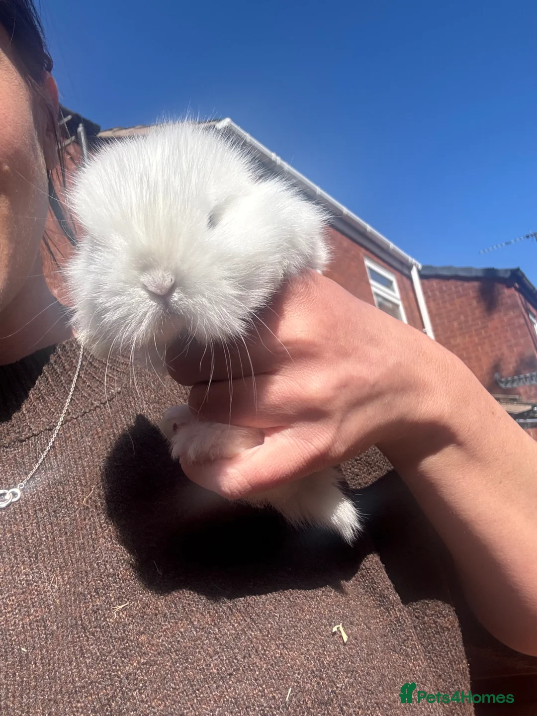 Lionhead rabbits for sale: 5 x beautiful baby rabbits  in Redditch - Advert 8