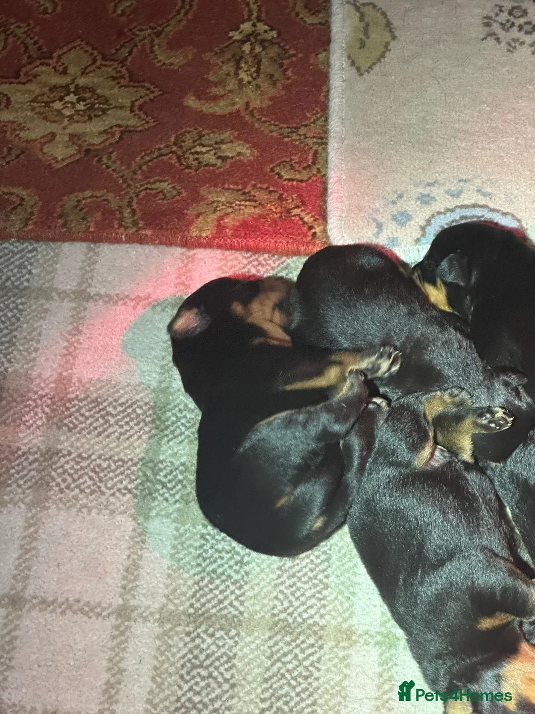 Rottweiler dogs for sale: Beautiful Rottweiler puppies  - Advert 32
