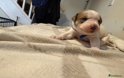 Mixed Breed dogs for sale: Staffie cross American bulldog chunky puppy’s  - Image 4