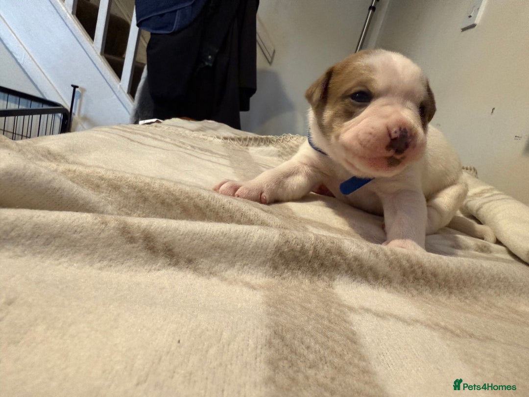 Mixed Breed dogs for sale: Staffie cross American bulldog chunky puppy’s  - Image 4