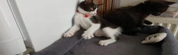 Mixed Breed cats for sale: 5 cuties looking for new forever homes - Advert 3