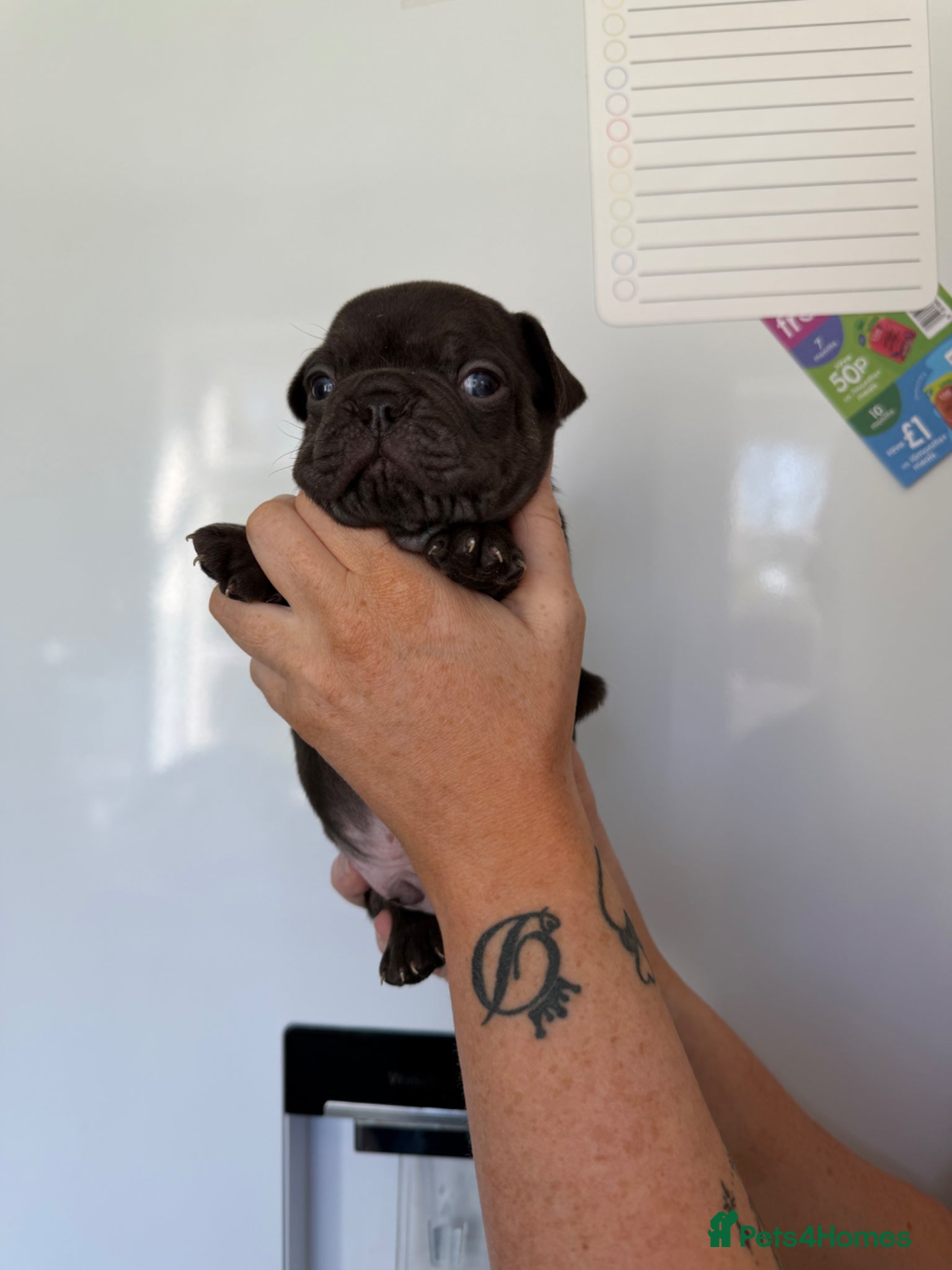 French Bulldog dogs Stunning, colourful litter of 8 French Bulldogs - Advert 12