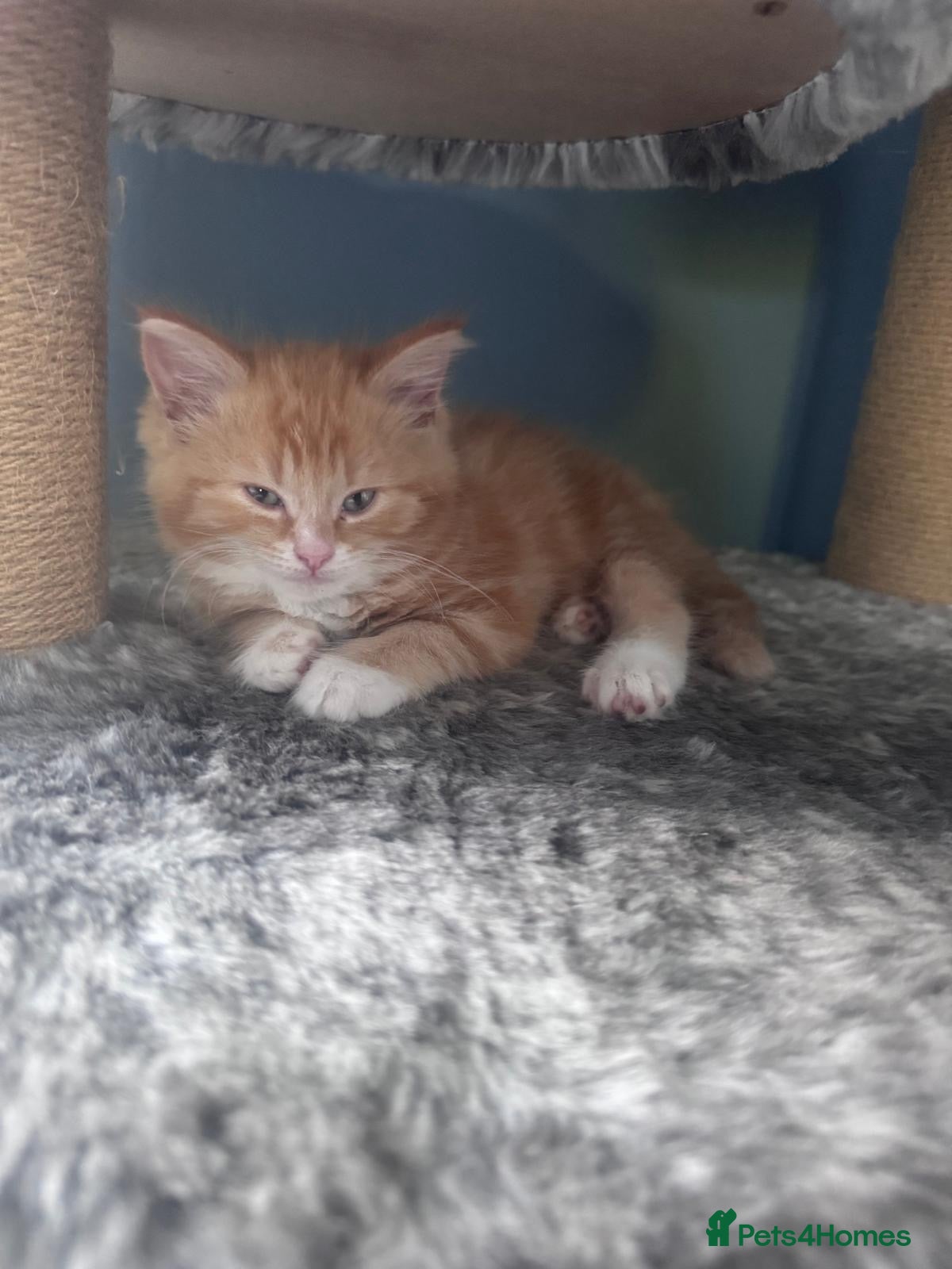 Munchkin cats Ginger kittens munchkin cross - Advert 1