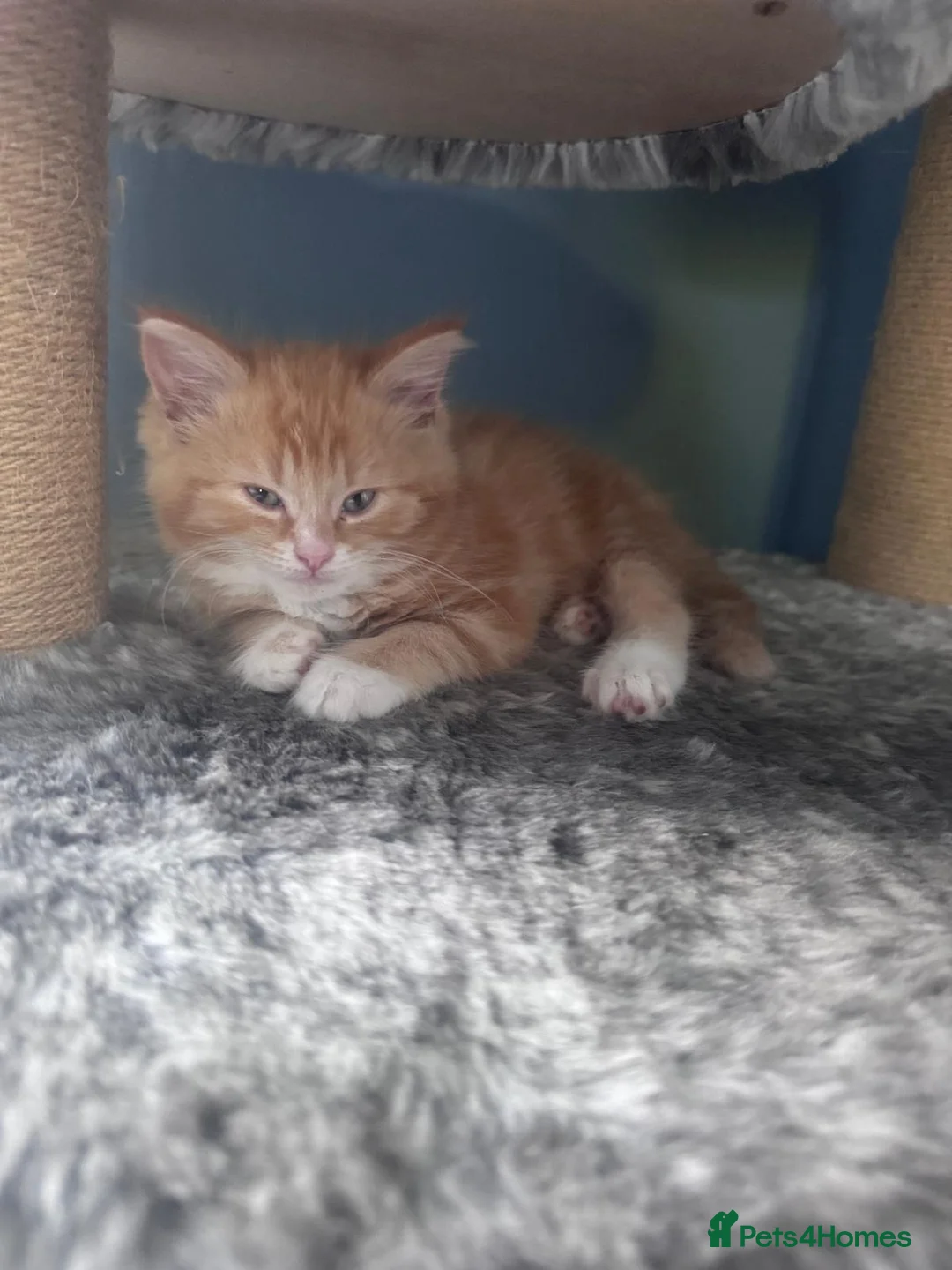 Munchkin cats for sale: Ginger kittens munchkin cross in Robertsbridge - Advert 1