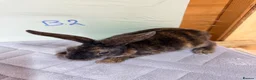 Rex rabbits for sale: mini Rex’s  - Advert 6