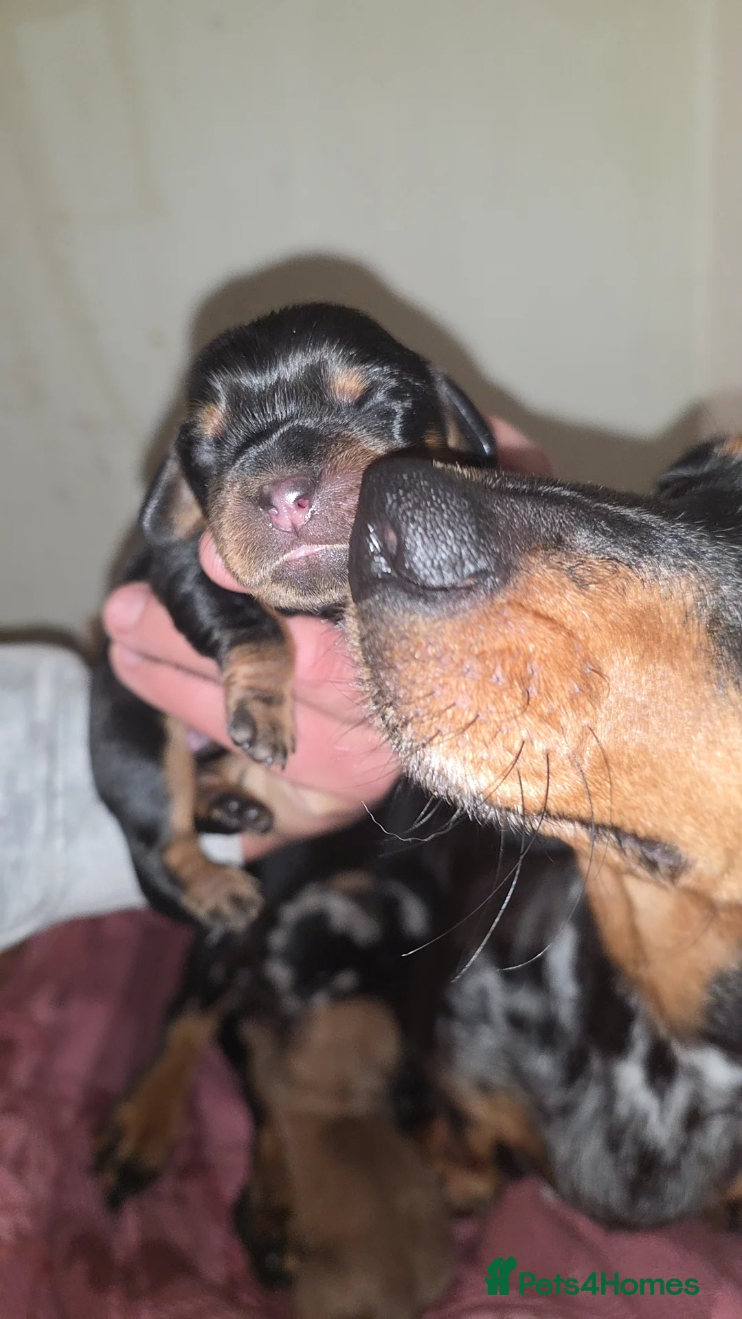 Mixed Breed dogs for sale: Daschund X Pug - Advert 8