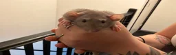 Rat rodents for sale: Beautiful Dumbo rats 3 girls and 6 boys available  - Advert 16