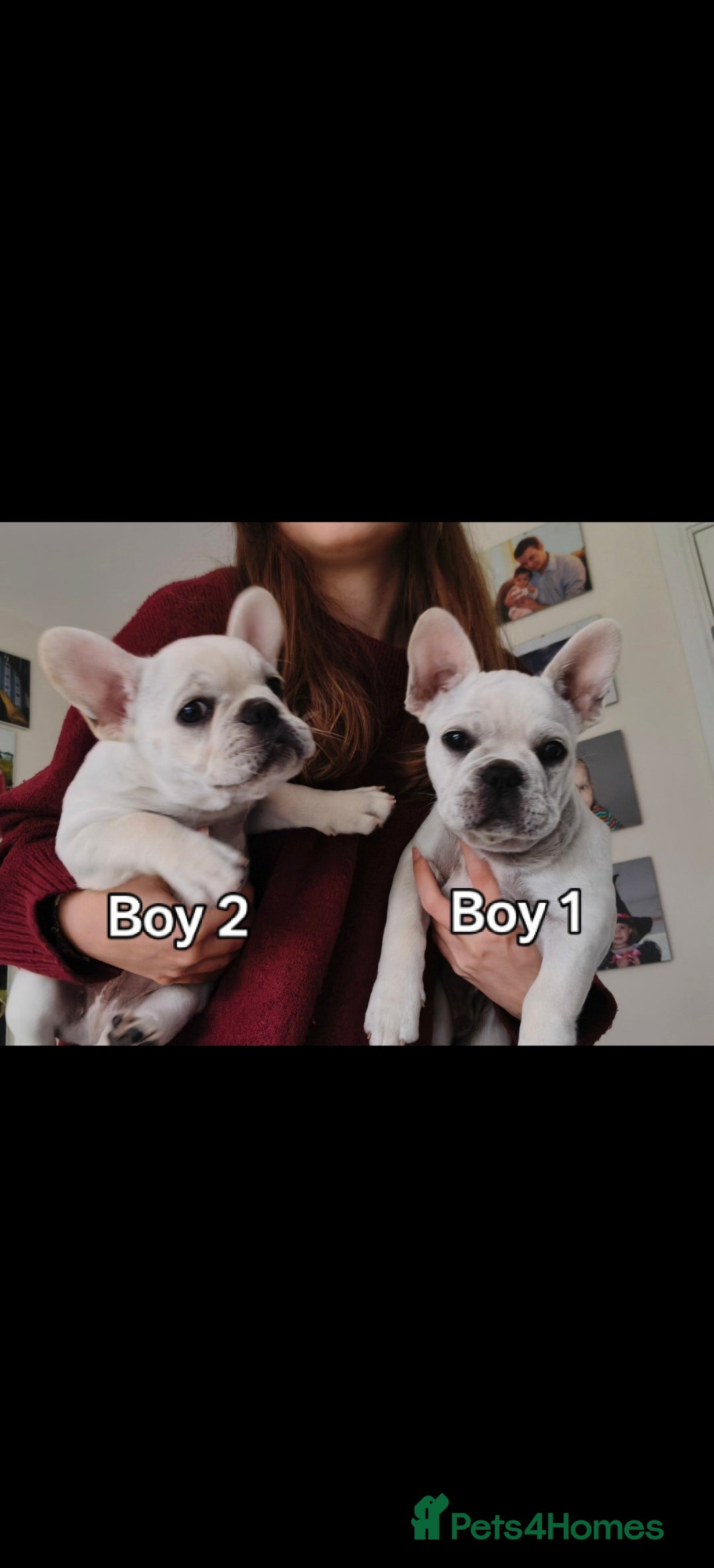 French Bulldog dogs French bulldogs puppies for sale,KC registered  - Advert 1