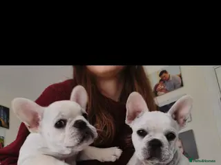 French Bulldog dogs French bulldogs puppies for sale,KC registered - Advert 1