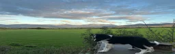 Border Collie dogs for sale: 2 border collie Pups- Ready to go now! - Advert 34