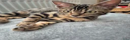 Bengal cats for sale: 2 beautiful bengal kittens - Advert 1