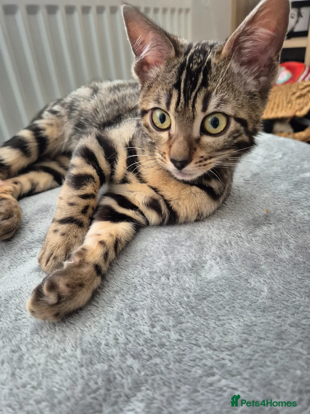 Bengal cats for sale: 2 beautiful bengal kittens - Advert 1