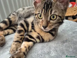 Bengal cats 2 beautiful bengal kittens - Advert 1
