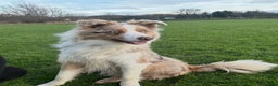 Mixed Breed dogs for sale: Beautiful Husky x Australian Shepherd Puppies - Advert 15