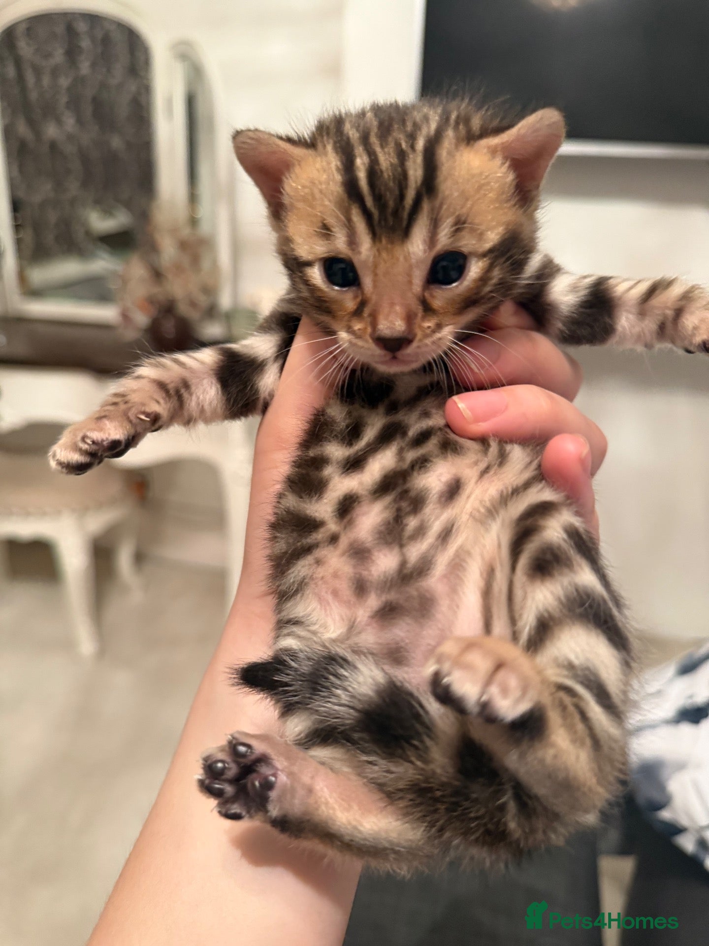 Bengal cats Outstanding Little Leopards 🐆  - Advert 2