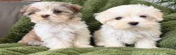 Malshi dogs for sale: Maltese x shih tzu puppies - Advert 3