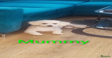 Poochon dogs - Advert 14