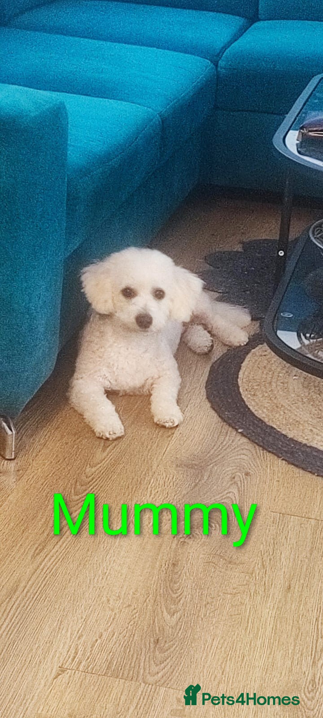 Poochon dogs for sale: Beautiful Pooches puppies  - Image 8