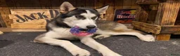 Siberian Husky dogs for sale: 3 husky puppies! in Stevenage - Advert 5
