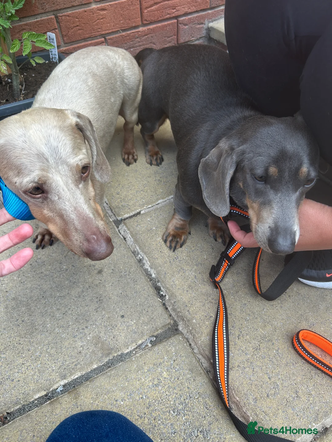 Miniature Dachshund dogs for stud: ⭐️ TRIGGER⭐️ smooth hair Isabella & Tan STUD in Mexborough - Advert 8