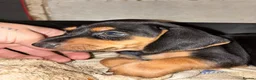 Dachshund dogs for sale: Short-Haired Dachshund Puppies  in Cheltenham - Advert 5