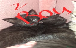 Domestic Shorthair cats for sale: 4 kitten 2 male 2 female  - Image 1