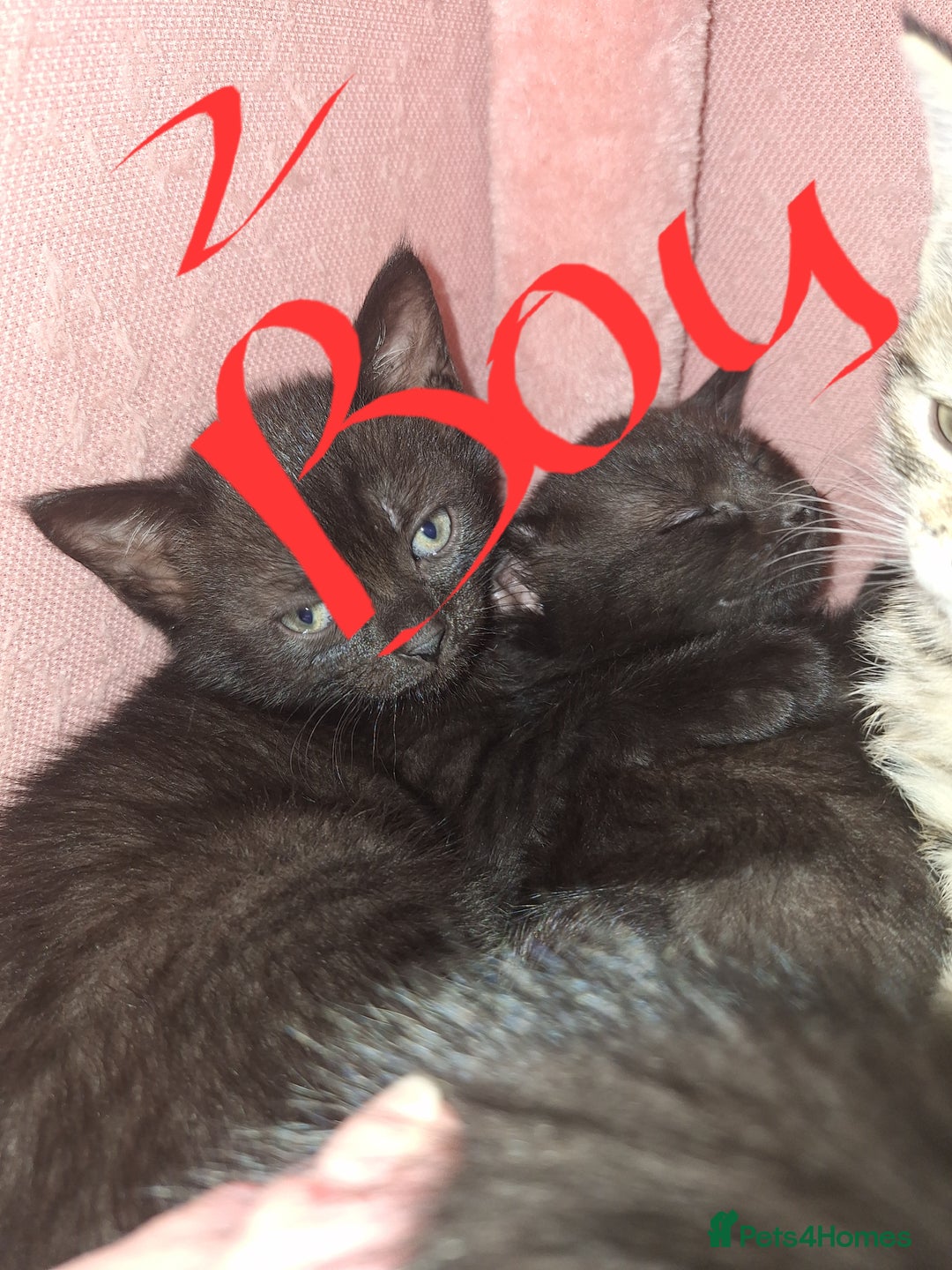Domestic Shorthair cats for sale: 4 kitten 2 male 2 female  - Image 1