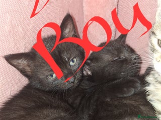 Domestic Shorthair cats - Advert 10