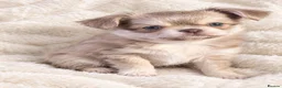 Chihuahua dogs for sale: Exquisitely colored long haired Chihuahua puppies  in Henley-in-Arden - Advert 4