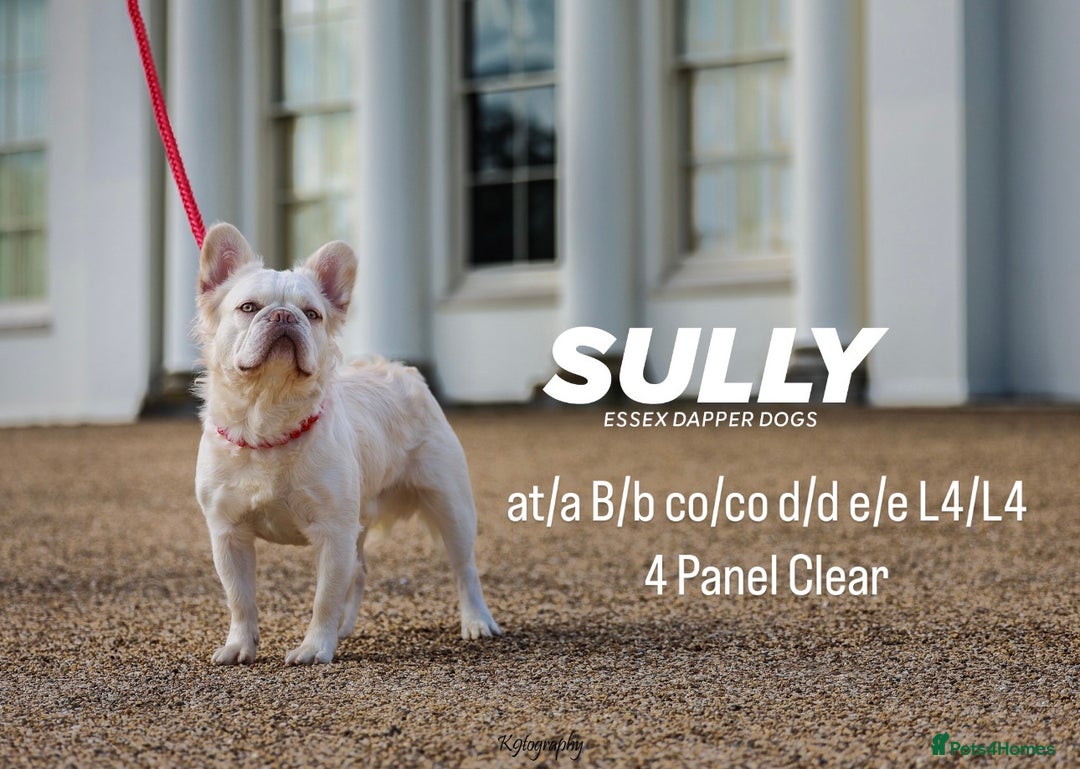 French Bulldog dogs for stud: Visual Fluffy New Shade Producer in Witham - Image 6
