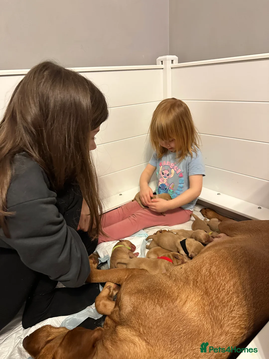 Labrador Retriever dogs for sale: KC Fox Red Labrador Pups FTCH Sire - Health Tested - Advert 29