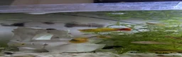 Platies fish for sale: Platies For Sale  in Southend-on-Sea - Advert 4