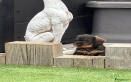 Dachshund dogs for sale: Wirey dachshund/ teckels - Image 11