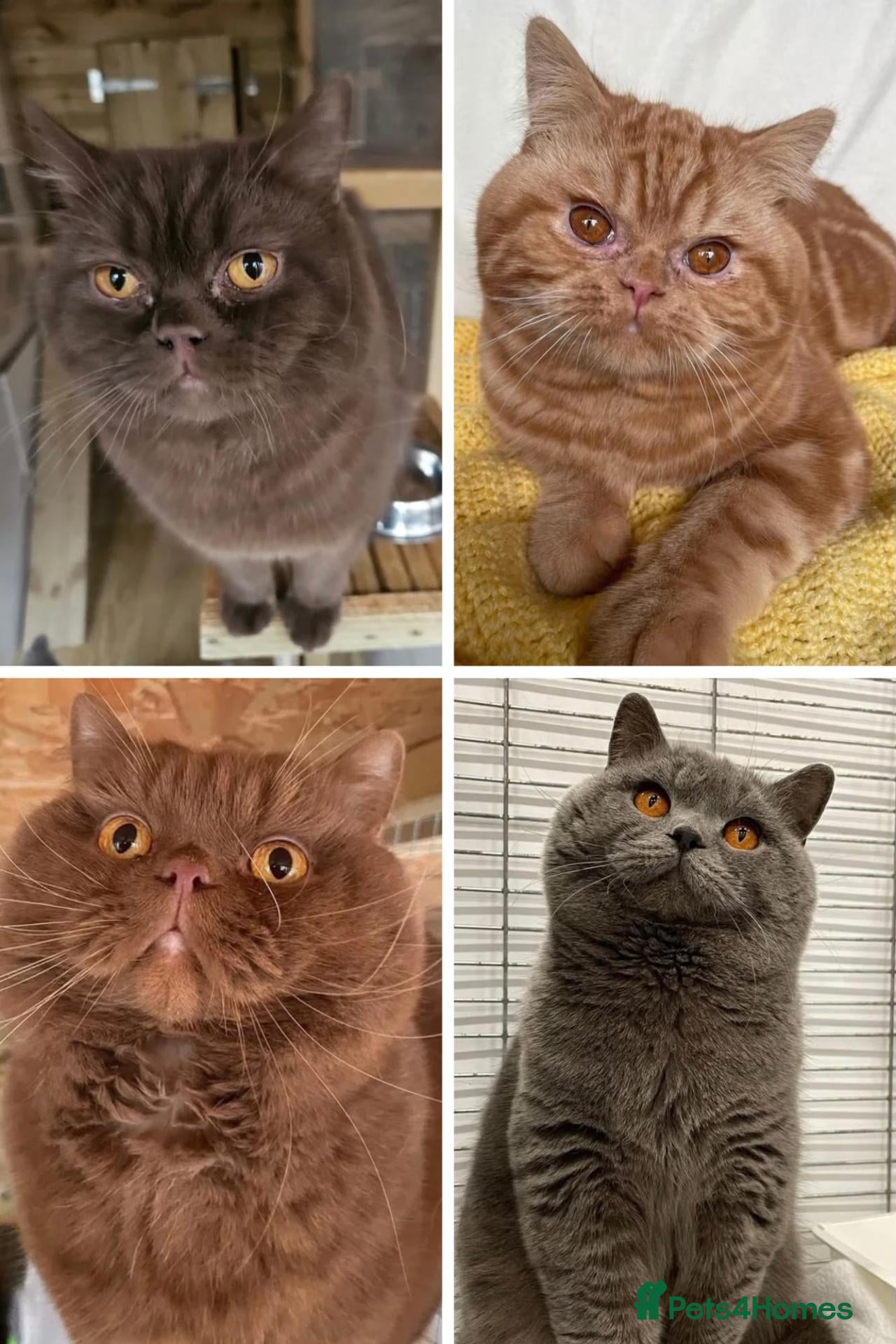 British Shorthair cats Gccf british reg studs CINNAMON / CHOC /RED / BLUE - Advert 1