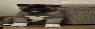 Akita Puppy 2