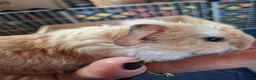 Guinea Pig rodents for sale: Georgous long haired Texel & Merino guinea pigs - Advert 9