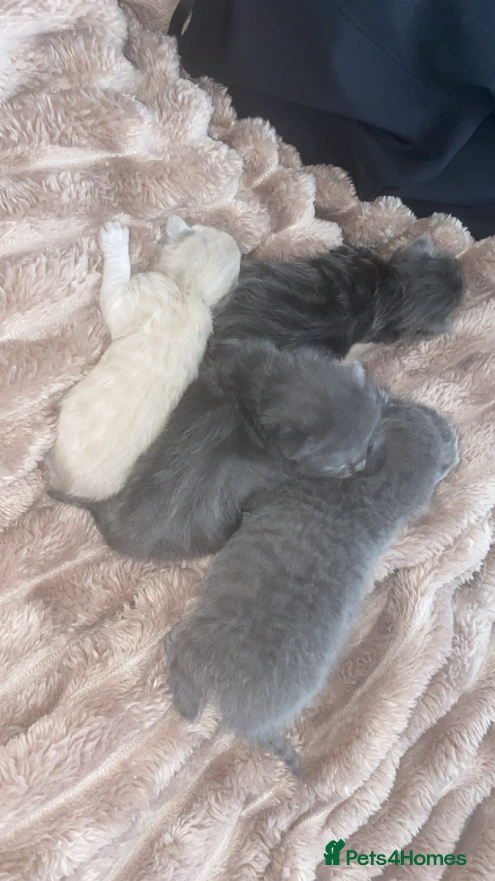 British Shorthair cats  British Shorthair X Ragdoll - Advert 1